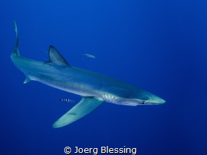 Blue shark off Faial, Azores. Such wonderful animals that... by Joerg Blessing 